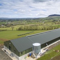 Gallinero para Producción de Huevos, Diseño de Nave Avícola, Construcción para Granja Avícola