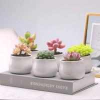 Vente en gros de petits pots de fleurs en céramique blanche émaillée, support en bambou pour plantes succulentes perforées