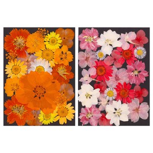23 pièces/paquet de fleurs séchées pressées colorées pour la résine, marque-page, cadre photo - <span class=keywords><strong>Plante</strong></span> naturelle, Saint-Valentin, Pâques - Product Image 3