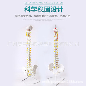 Modèle de colonne vertébrale humaine, 80 cm, échelle 1:1, modèle de colonne vertébrale naturelle de grande taille pour adultes, incluant la colonne cervicale, thoracique, le coccyx et le bassin. - Product Image 3