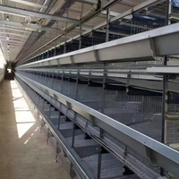 Équipement d'élevage de poulets en forme de H entièrement automatique avec système de collecte d'œufs automatique pour grandes exploitations en Moyen-Orient