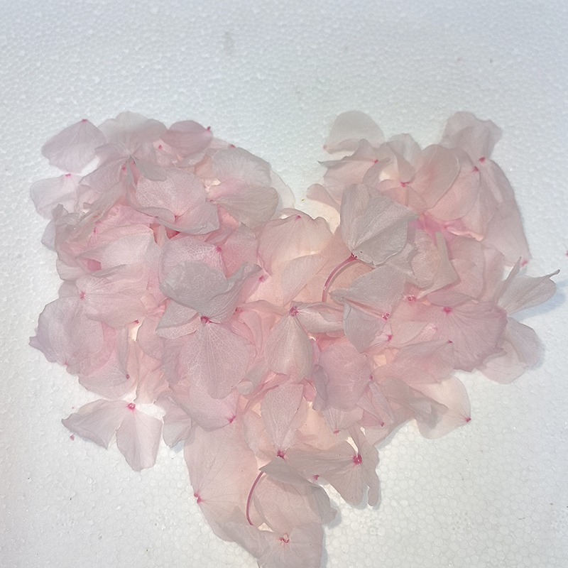 light pink big leaf hydrangea