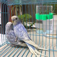 Distributeur d'eau automatique écologique en plastique solide arrondi pour oiseaux, pigeons, perroquets, cailles, boîte à nourriture pour oiseaux