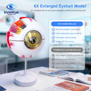 Modèle d'anatomie de l'œil artificiel InnoVue IE-02 - Équipement pédagogique d'optométrie pour opticiens et enseignants en sciences de la vue - Product Image 2