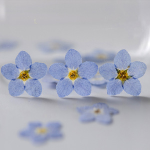 <span class=keywords><strong>Fleurs</strong></span> séchées naturelles pressées, 12 pièces/sac, Myosotis Sylvatica (Oubli-moi-pas), écologiques, pour artisanat des ongles et marque-pages faits main - Product Image 4