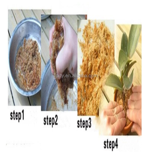 Celldeal — fabricants de mousse de sphère large, pour plantes charnue orchidées - Product Image 4