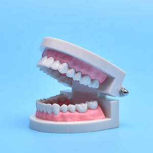 Dental Teeth Model Life Size <b>Removable</b> Oral Health Care for Kids Dental Teaching Model Upper Lower Jaw Educational Supplies - Product Image 5
