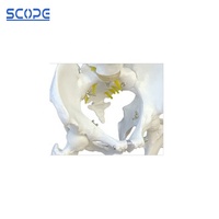 SC-A1020 squelette humain colonne vertébrale taille réelle colonne vertébrale bassin demi-jambe os modèle anatomique