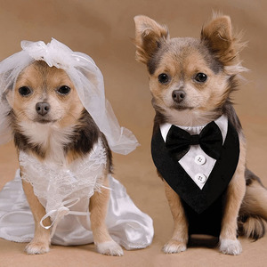 Perro esmoquin pajarita <span class=keywords><strong>Collar</strong></span> Formal boda cumpleaños Bandana para pequeño mediano grande S - Product Image 3