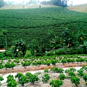 Café Brasileño Arábica-Santos Rio Minas, Granjas de Alta Altitud, Minas Gerais, a Granel, Vida Útil de 12 Meses, Cultivo Común, Almacenamiento en Seco - Product Image 1