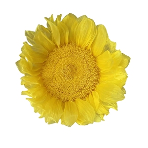 100% tournesols naturels conservés tournesol stabilisé pour le cadeau <span class=keywords><strong>de</strong></span> l'enseignant et <span class=keywords><strong>de</strong></span> la fête des pères - Product Image 5