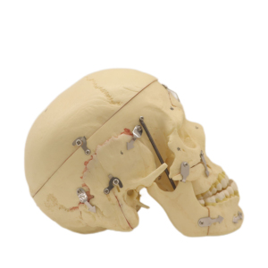 Modelos de laboratorio para enseñanza, 3 piezas, Cráneo <span class=keywords><strong>humano</strong></span> musculoso, <span class=keywords><strong>esqueleto</strong></span>, modelos para estudiantes - Product Image 5