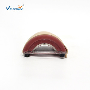 Modèle de peau humaine simulée pour usage médical, avec couches claires, durable et adapté à la pratique des incisions chirurgicales. - Product Image 4
