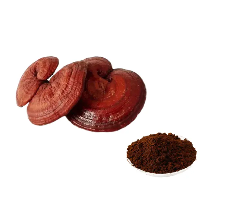 뜨거운 Ganoderma Lucidum 식물 추출물 캡슐 쉘 깨진 Lingzhi 레드 영지 포자 분말 heathcare 보충 완화 알레르기