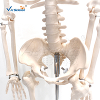 Modèle d'anatomie du squelette humain de 85 cm en PVC avec étiquettes pour la structure osseuse, destiné à l'éducation médicale en laboratoire CE/ISO/ROHS/CNAS
