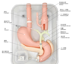 Modelo de Treinamento para Cirurgia de Gastroscopia, Prática de Operação ERCP com Duodenoscópio na Posição Prona para Ensino com Certificação ISO - Product Image 2