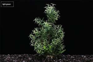 Fournitures pour aquarium, plantes artificielles, décoration de l'aquarium, herbe aquatique de simulation en plastique écologique, <span class=keywords><strong>Levana</strong></span> - Product Image 4