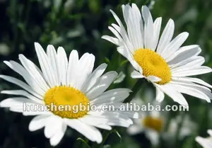 CGMP Factory Chiết Xuất Từ Feverfew 5:1, 10:1