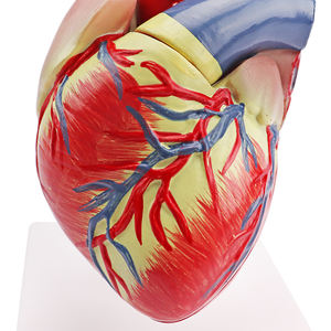 Анатомический эксперимент школы и лаборатории, 3 раза в натуральную величину, 2 части, модель человеческого сердца - Product Image 2