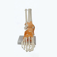 Modèle d'articulation du pied humain grandeur nature pour adulte, en PVC de haute qualité, matériel pédagogique pour la science médicale, fournitures pour les écoles d'infirmières