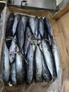 Nouveau thon bonite entier congelé, thon skipjack congelé, en vente, fruits de mer chinois - Product Image 5