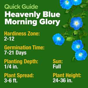 Home Grown USDA Premium Heavenly Blue Morning Glory Heirloom Non-GMO Flower Garden atrae polinizadores pájaros (<span class=keywords><strong>Ipomoea</strong></span> - Product Image 5