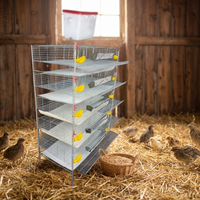 Vente en gros : Nouvelles cages à cailles de type H à 6 niveaux, en maille, en plastique, pour usage domestique et production d'œufs, adaptées aux élevages de poulets et autres cages pour animaux.