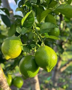 Lime fraîche sans pépins Fournisseur du Vietnam Vente en gros d'agrumes naturels en vrac de haute qualité pour les acheteurs internationaux - Product Image 3