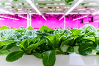 Usine de culture en conteneurs entièrement automatisée Seedafarm, système de contrôle environnemental intelligent, taille personnalisable, garantie 1 an