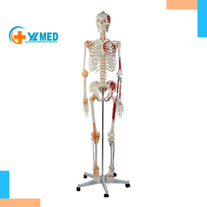 <span class=keywords><strong>Squelette</strong></span> <span class=keywords><strong>humain</strong></span> médical adulte de 180 cm, modèle de <span class=keywords><strong>squelette</strong></span> <span class=keywords><strong>humain</strong></span> avec points de départ et d'arrivée des muscles du demi-corps et marquage des ligaments - Product Image 1