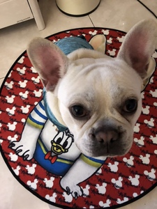 Alfombrilla para cama de dibujos animados de <span class=keywords><strong>perro</strong></span>, almohadas encantadoras para dormir de <span class=keywords><strong>cachorro</strong></span> para perros pequeños y grandes, novedad - Product Image 5