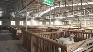 Prefabricated Steel Structure Building Modern Design Poultry House Shed Chicken Steel Structure House - Product Image 6