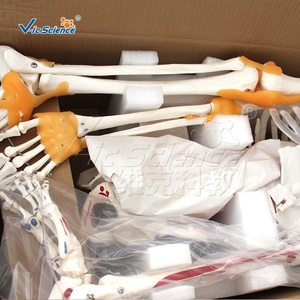 Modelo de Esqueleto <span class=keywords><strong>Humano</strong></span> Pigmentado <span class=keywords><strong>con</strong></span> Ligamentos, Modelo de Esqueleto de 180 cm, <span class=keywords><strong>Huesos</strong></span> de Esqueleto <span class=keywords><strong>Humano</strong></span>, Partes del Esqueleto <span class=keywords><strong>Humano</strong></span> - Product Image 6