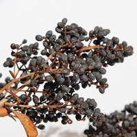 Seri dekorasi rumah kehidupan abadi hitam buah Elderberry dan bunga ionicera untuk Natal dan Hari Ibu