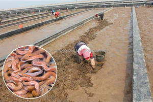 Señuelo de Pesca Ecológico de ABS, Cebo de Gusano de Seda Vivo Seco, Señuelo de Madera y Plástico para Pesca de Trucha, Carpa, Lucio, Perca y Camarones en Ríos y Lagos - Product Image 6