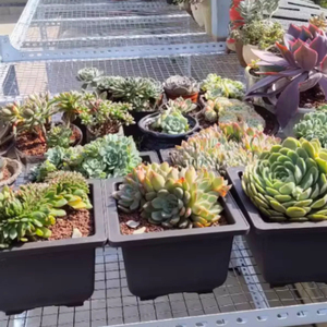 Maceta de arcilla púrpura para interior/exterior, maceta de plástico cuadrada/Rectangular para vegetales suculentos antiguos, maceta para bonsái - Product Image 2