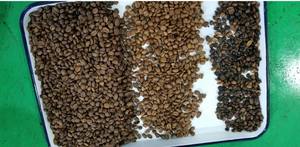 Clasificador de Forma y Color de Alta Precisión WENYAO 99.99% para Clasificación de Trigo, Capacidad de 500 kg, Alta Tasa de Retención para Frijol, Mung y Soja - Product Image 4