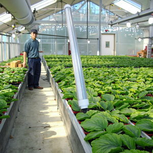 Control inteligente Led Commercial Full Spectrum <span class=keywords><strong>Interlight</strong></span> Led Grow Light Bar - Product Image 3