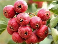 Hete Verkopende Natuurlijke Gedroogde Gesneden Haw Gezond Gedroogd Fruit Thee Pitloze Plak Meidoornbes