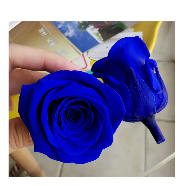 Encuentre el mejor fabricante de rosas azules naturales y rosas azules  naturales para el mercado de hablantes de spanish en alibaba.com