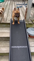Rampe pliable pour chiens en gros pour voitures et camions, escalier pour chiens antidérapant à haute résistance pour les grands chiens