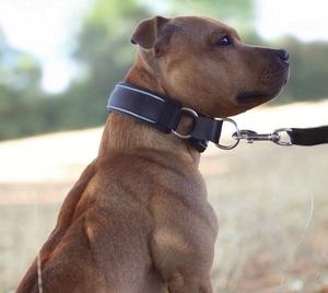 फैशन कस्टम नरम नियोप्रोन कुत्ते कॉलर के साथ लड़ाकू प्रशिक्षण कुत्ते कॉलर - Product Image 5