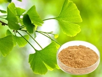 Poudre d'extrait de feuille de Ginkgo Biloba de qualité alimentaire pure Jianfeng, 24 % de flavonoïdes, en sachet en aluminium, produits de santé