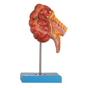 GD/A12006 allegato medico generale e modello Caecum per allenamento - Product Image 1