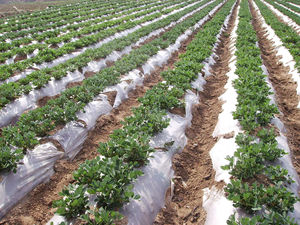 <span class=keywords><strong>Film</strong></span> de paillage plastique noir pour fraises, pastèques et légumes, longueurs 400m, 600m, 800m, option biodégradable disponible, <span class=keywords><strong>film</strong></span> de paillage - Product Image 2