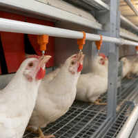 Système d'élevage avicole multi-niveaux sans cage, conception de poulailler, conformité aux normes européennes de bien-être animal, perchoir, échelle, nid, convoyeur d'œufs