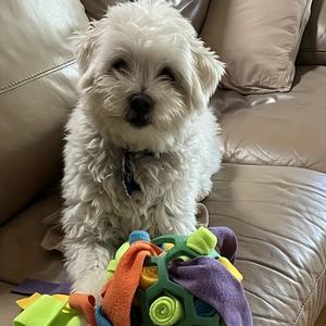 Palle Interattive Eco-Friendly per Cani: Giocattoli Olfattivi per Nascondere Snack, Palle Puzzle in Gomma per Stimolazione Mentale - Product Image 4