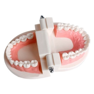 Modèle de cavité buccale en résine pour les dents dentaires, la maternelle et la brosse à dents pour les écoles et les sciences médicales. - Product Image 3