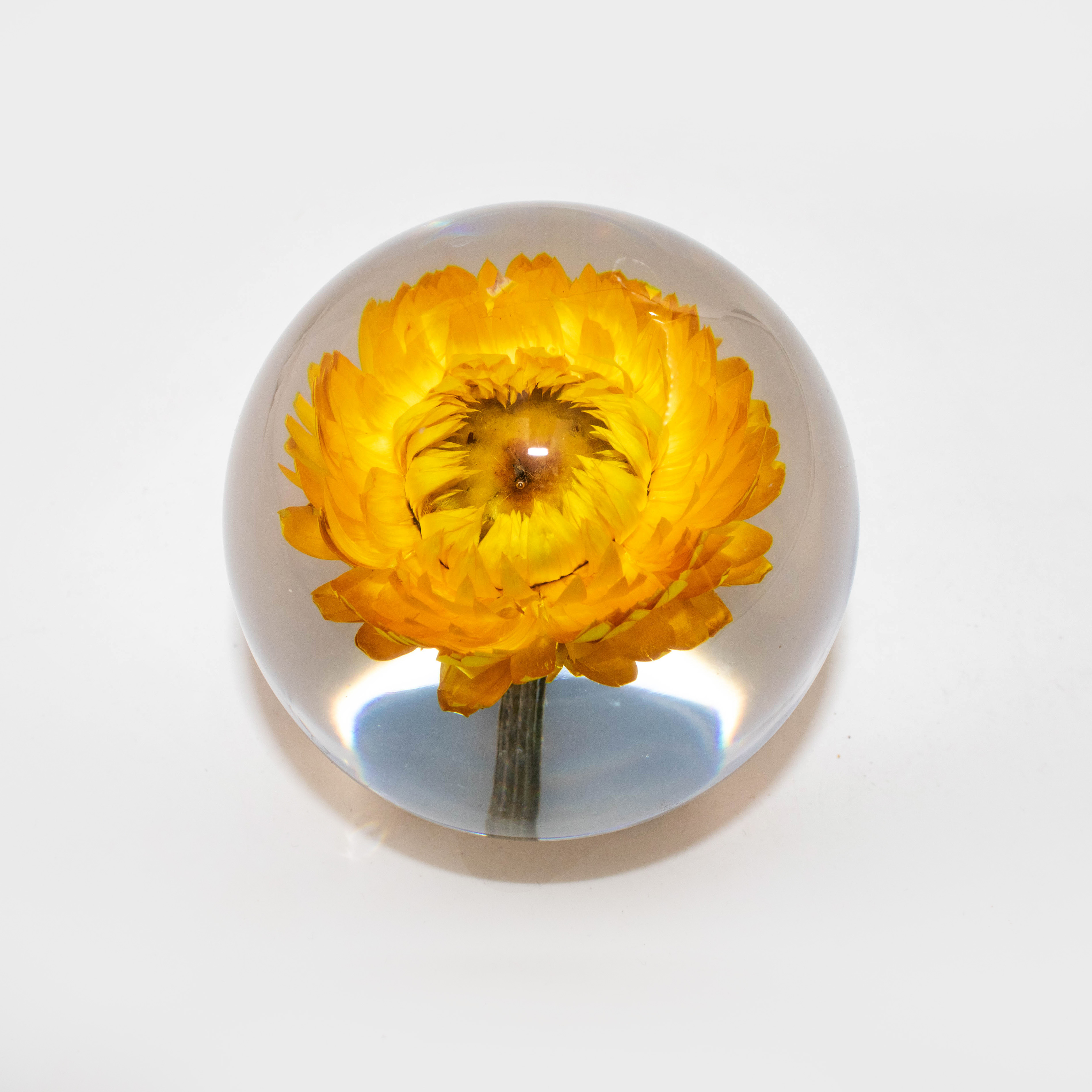 Sunlit Strawflower Reverie