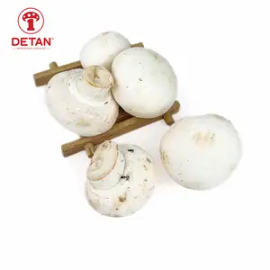 Detan export funghi bianchi congelati/freschi a bottone bianco per l'esportazione